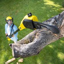 Best Lawn Pest Prevention  in Crozet, VA